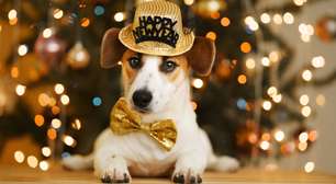 5 itens que não podem faltar para seu pet no fim do ano