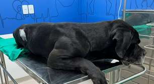 Cão baleado em megaoperação no Rio recebe alta após passar por cirurgia