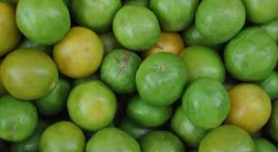 Tesouro da Caatinga, Umbu conquista a ciência com seus benefícios à saúde