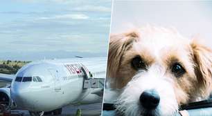 Em 2019, a Iberia perdeu um cachorro antes de embarcar: agora, a Justiça Europeia afirma que ele vale o mesmo que uma mala