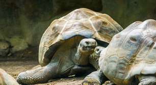 Segredos de uma centenária: Por que a Tartaruga-da-Galápagos vive tanto?