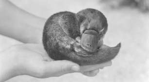 A história do ornitorrinco que Churchill ganhou de presente em plena 2ª Guerra (e a verdade sobre seu misterioso fim)