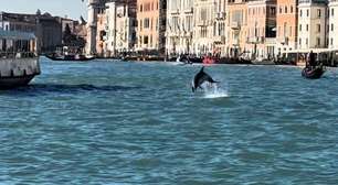 Golfinho 'se muda' para Veneza e chama atenção de turistas