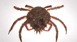 Por que caranguejos-aranha formam 'tapetes' no fundo do mar?