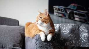 Seu gato arranha os móveis? Veja 7 explicações para esse comportamento