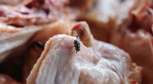 Pouca gente sabe, mas colocar essa erva na bancada da cozinha é um truque simples para manter as moscas longe da comida