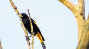 Que papagaio, que nada! O 'rei da voz' entre as aves é o xexéu