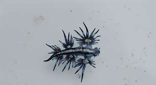 Dragão Azul: o molusco exótico que chega às praias brasileiras e exige atenção