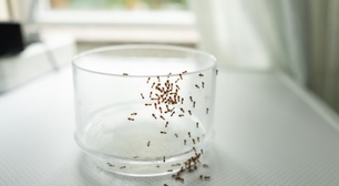 Poucas pessoas sabem, mas colocar essa especiaria na bancada da cozinha é um truque simples para manter as formigas longe da comida