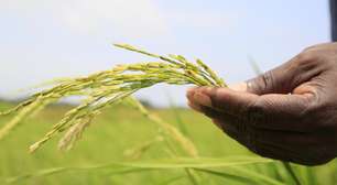 Slow Food pede modelos de vida sustentáveis em meio à COP30