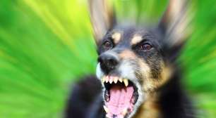 Raiva: saiba mais sobre a doença, quais os sintomas e como prevenir