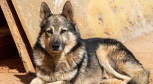 Pastor da Mantiqueira: conheça raça de cachorro que se destaca pela inteligência