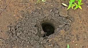 Brasil reduz desmatamento, mas o grande desafio é restaurar