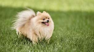 Saiba as curiosidades do Lulu da Pomerânia, considerado umas das raças mais bonitas de cães