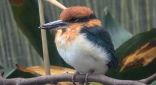 Considerado extinto na natureza há 40 anos, pássaro volta a se reproduzir