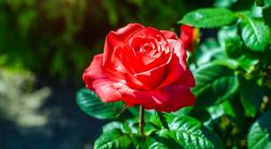 Simpatia da rosa vermelha para fortalecer a paixão