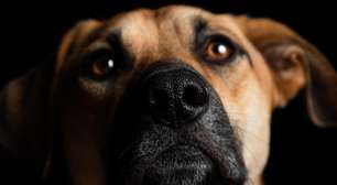 Cachorro sente ciúmes? Entenda o que a ciência diz sobre o comportamento dos pets