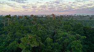 Gilberto Gil e TikTok fazem parceria por reflorestamento