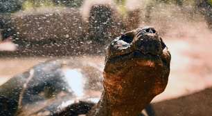 Ondas de calor ameaçam reprodução das espécies, diz estudo