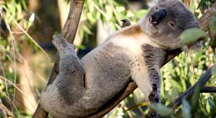 Por que o coala dorme tanto?