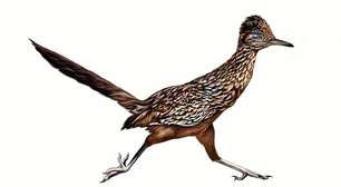 Papa-léguas: o veloz sobrevivente dos desertos americanos