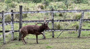 Este animal não existe no Brasil, mas por algum motivo foi encontrado no Rio de Janeiro e teve de ser resgatado