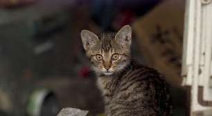 Italiana deixa quase 1 milhão de reais de herança a gatos de rua