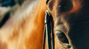 Xangri-Lá recebe quinta Passaporte de Primavera do ciclo 2026 do Cavalo Crioulo