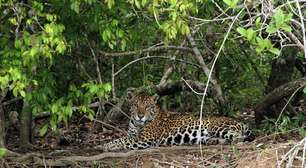 Dia do Pantanal: saiba tudo antes de conhecer