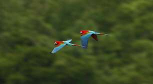 Aves brasileiras podem ter sido infectadas com vírus para serem usadas como armas biológicas durante a ditadura militar