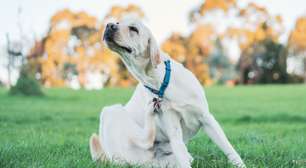 7 mitos sobre pulgas em animais de estimação