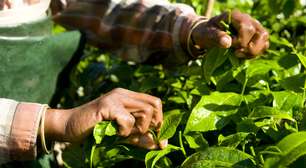 Transformação digital aproxima crédito e sustentabilidade na Amazônia