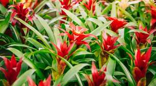 Quer decorar sem riscos? Conheça 5 plantas seguras para pets