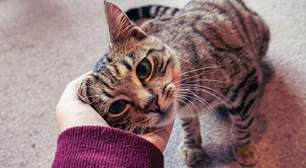 Gatos são grandes comunicadores, mas é preciso atenção para ser "fluente em gato"