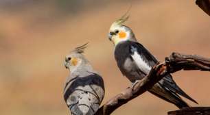 8 curiosidades interessantes sobre as calopsitas