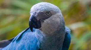 Ararinha-azul volta a ser considerada extinta, após captura de 11 exemplares