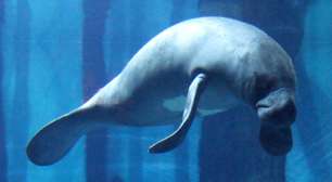 Peixe-boi-da-Amazônia: guardião das águas doces brasileiras