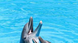 7 curiosidades incríveis sobre os golfinhos