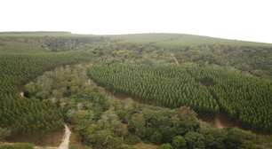 Suzano integra natureza no centro da estratégia de negócios