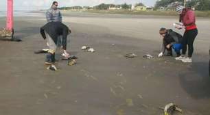 Ceclimar abre processo seletivo com 25 vagas para monitoramento de praias no litoral gaúcho