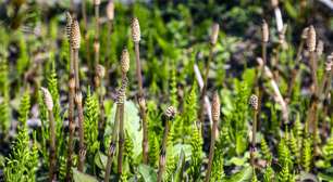 Planta de 400 milhões de anos cria "água alienígena" e reescreve o que sabemos sobre isótopos