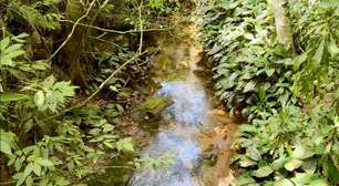 Parque Nacional da Tijuca promove evento sobre biodiversidade dos rios cariocas neste sábado