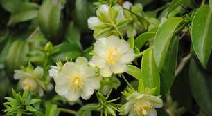 Projeto universitário leva conhecimento sobre PANCs ao Instagram