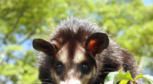Gambá-de-orelha-preta é resgatado por equipe do Inea na Zona Oeste do Rio