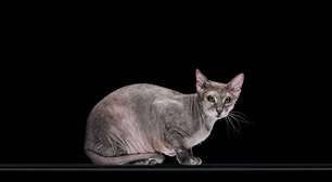 Gato Sphynx: charme sem pelos e personalidade afetuosa
