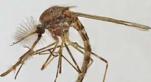 Acabou o sossego: Mosquitos aparecem na Islândia pela primeira vez