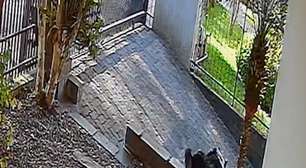 Cadela é morta com disparo de chumbinho e vizinho é suspeito