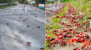 Maior migração de caranguejos do mundo conta com Lua, bloqueio de estradas e voluntários