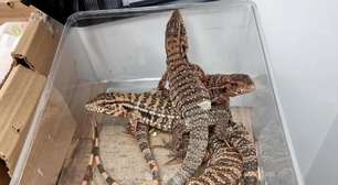 Passageiro de aeroporto em Israel é detido com 186 animais exóticos na bagagem