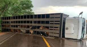 Colisão entre carro e caminhão com gado deixa uma pessoa morta na RS 233